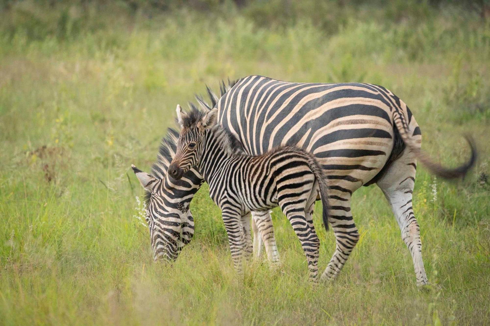 Tshwene Lodge Vaalwater Ngoại thất bức ảnh