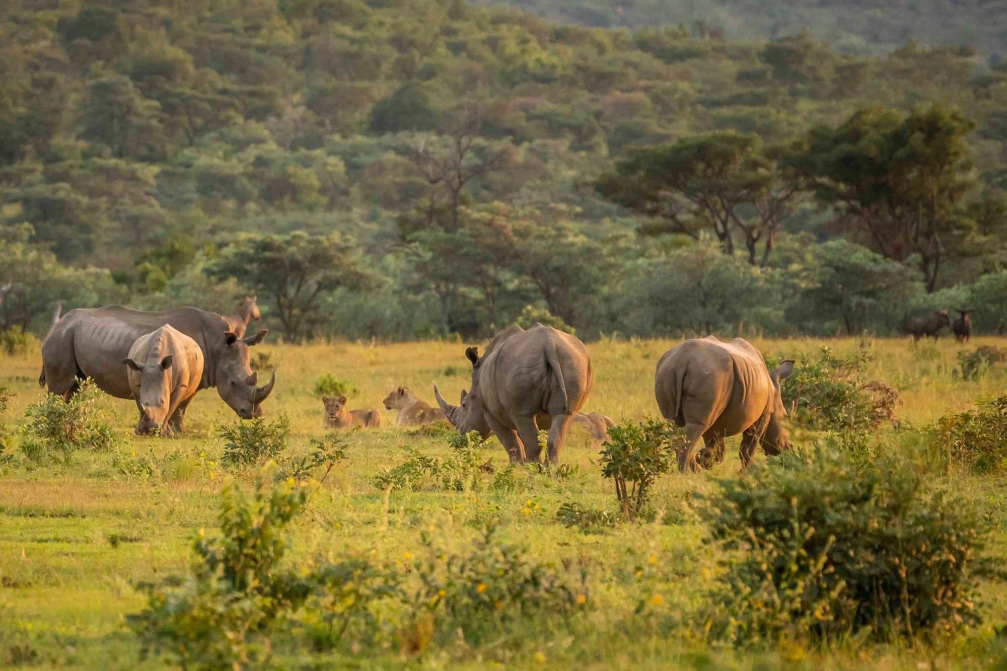 Tshwene Lodge Vaalwater Ngoại thất bức ảnh